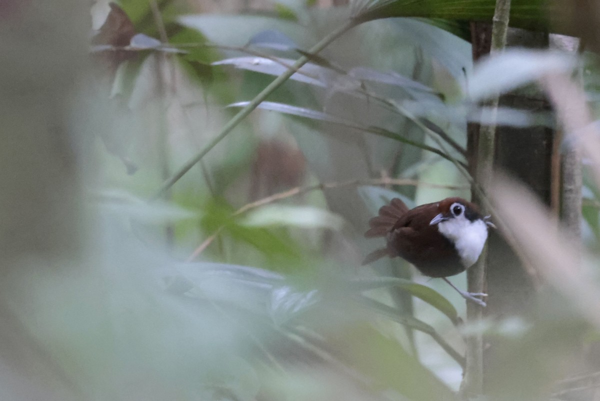 White-cheeked Antbird - ML650359587