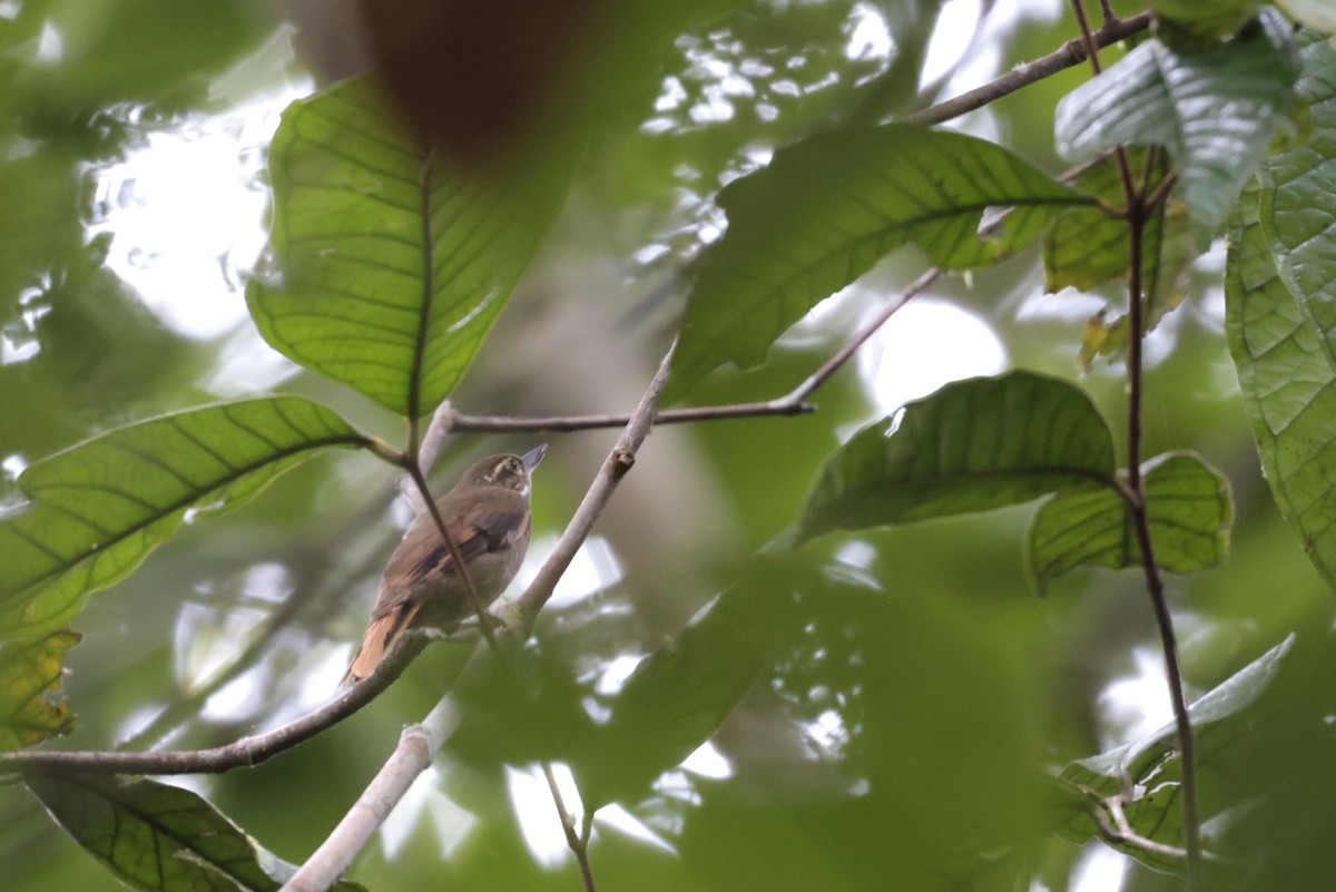 Amazonian Plain-Xenops - ML650359606