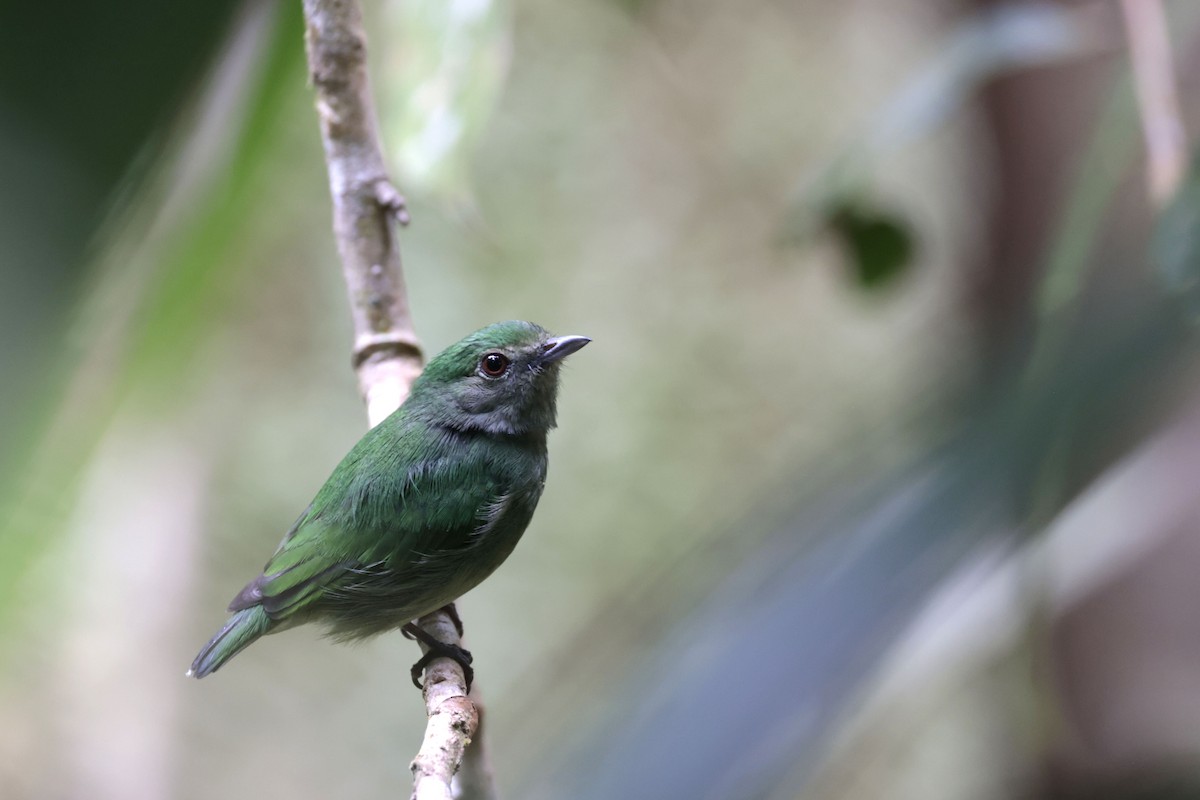 Blue-capped Manakin - ML650359618