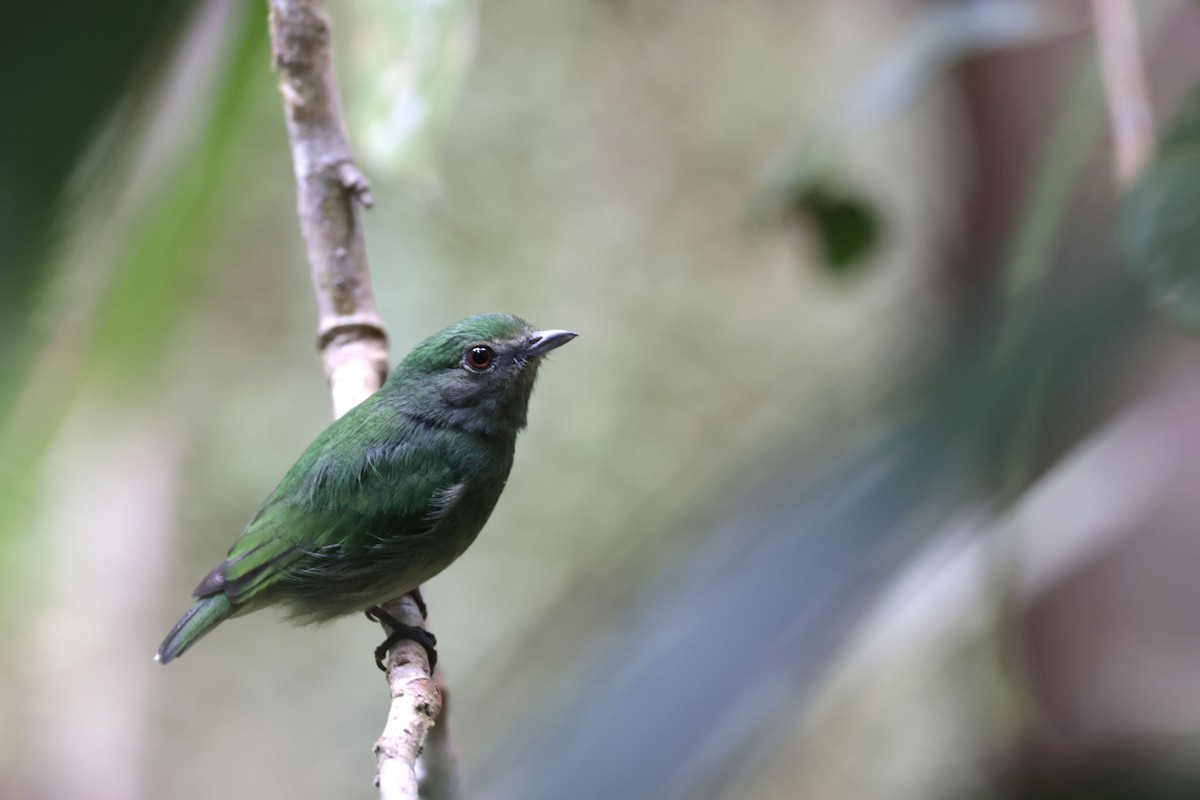 Blue-capped Manakin - ML650359619