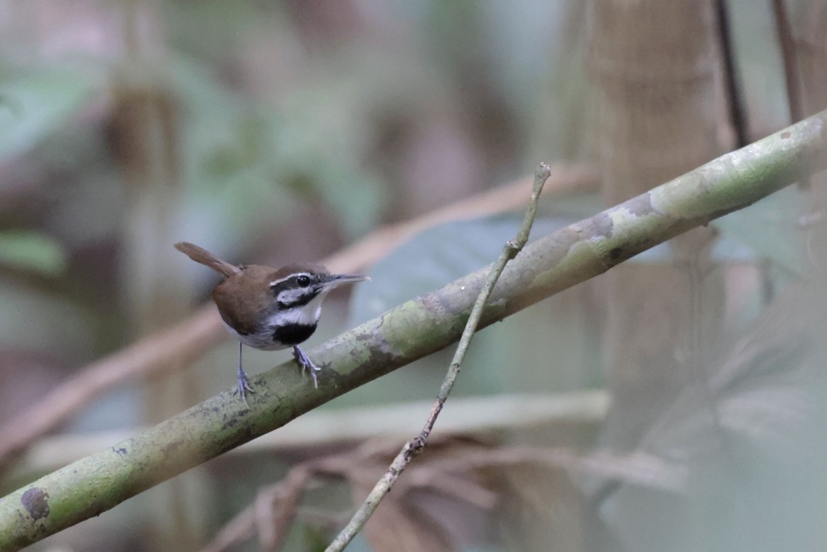 Collared Gnatwren - ML650359636