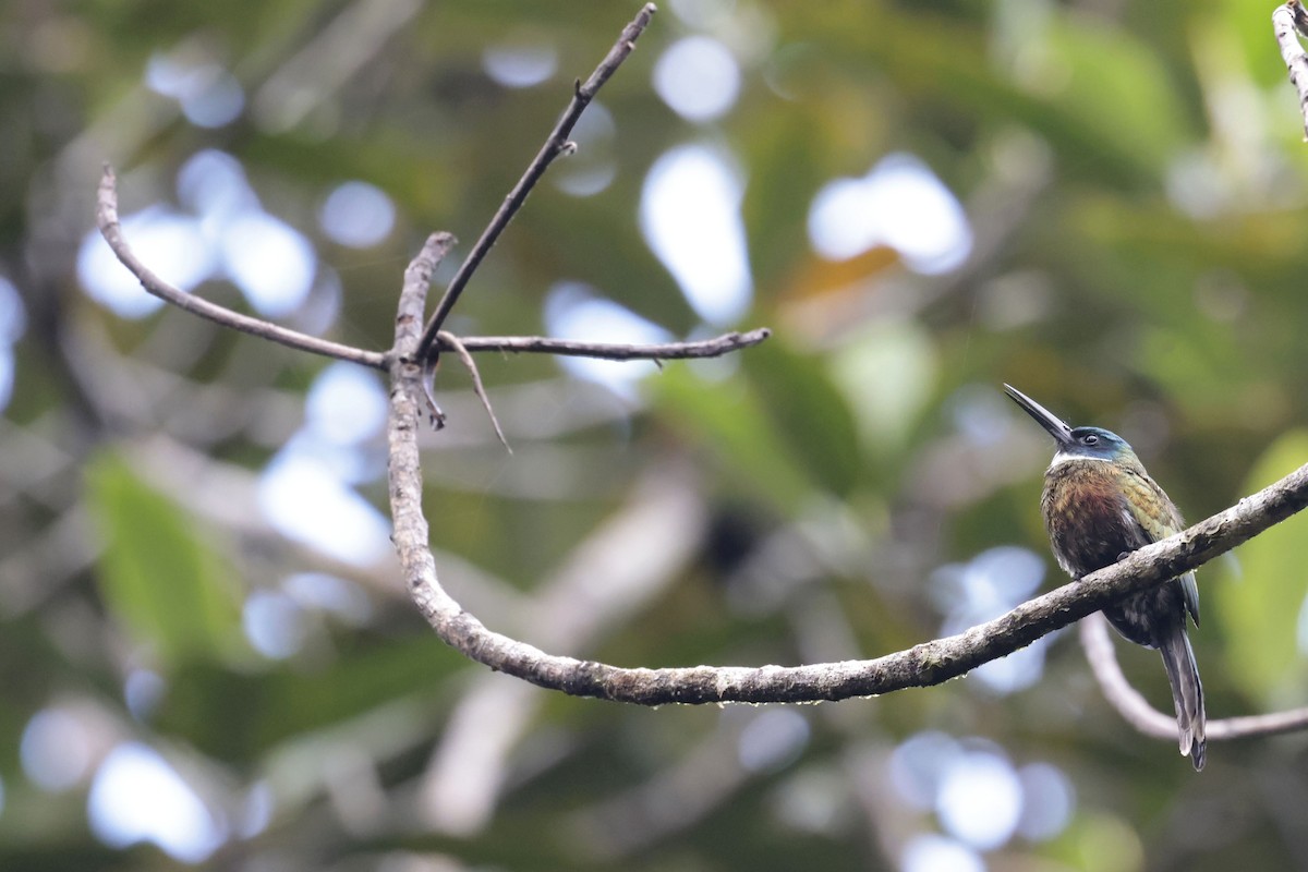 Purplish Jacamar - ML650359677