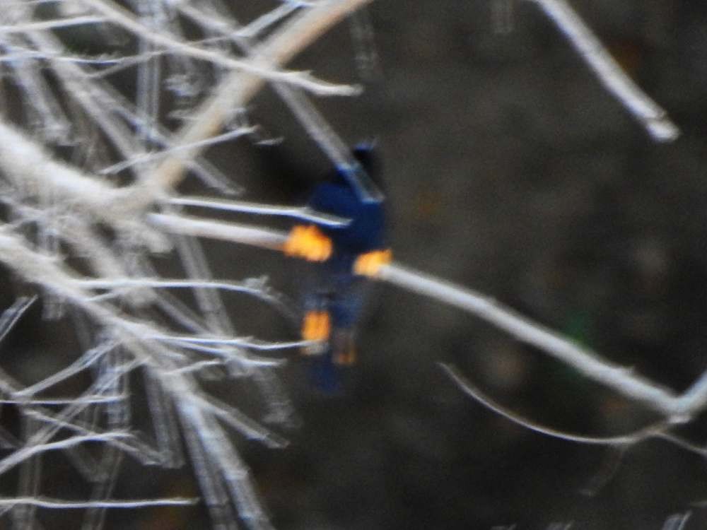 American Redstart - ML650359888