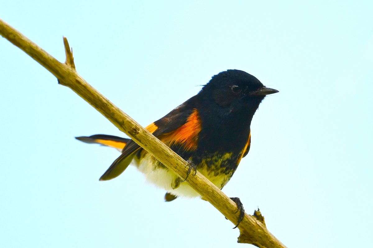 American Redstart - ML650359980