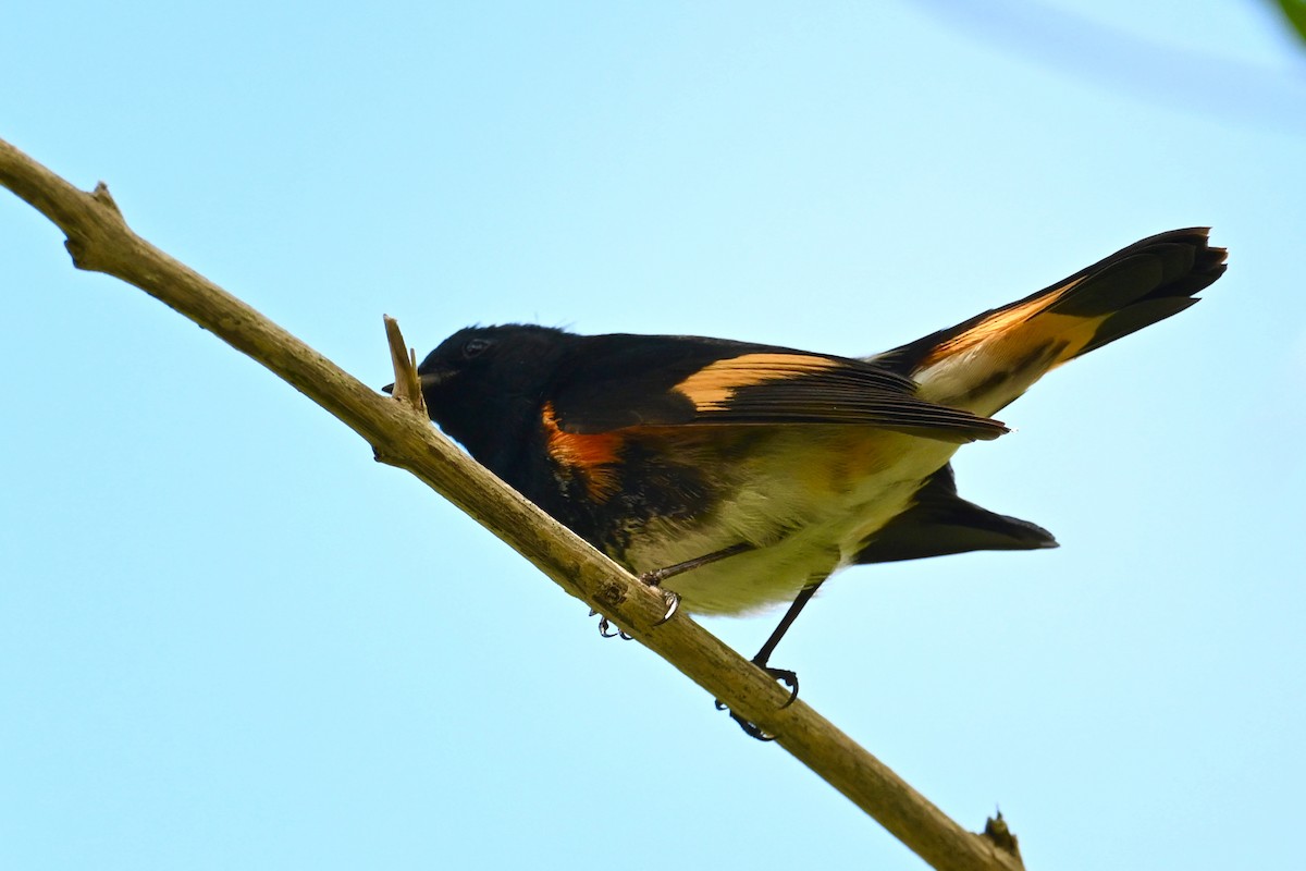 American Redstart - ML650359981