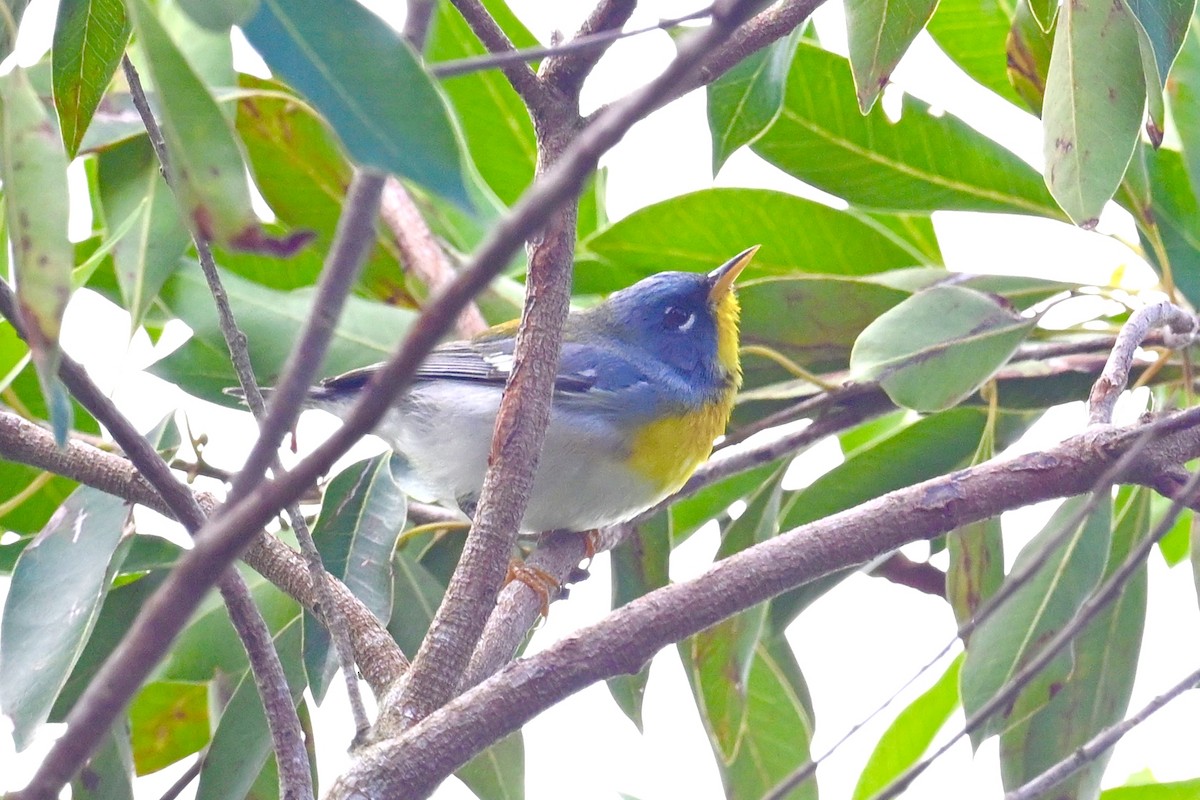 Northern Parula - ML650359994