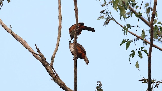 Rusty-cheeked Scimitar-Babbler - ML650360159
