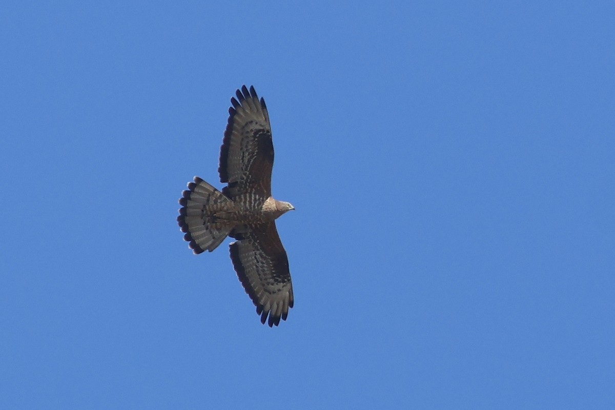 European Honey-buzzard - ML650360485