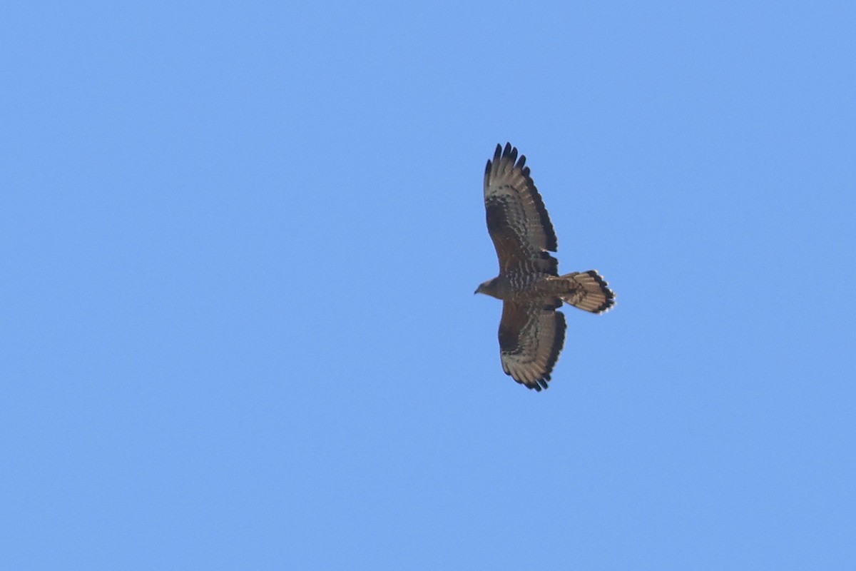 European Honey-buzzard - ML650360486