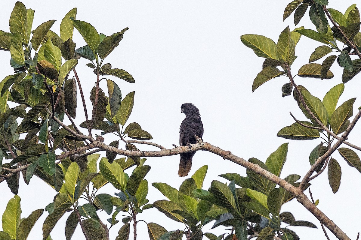 Black Lory - ML650360765