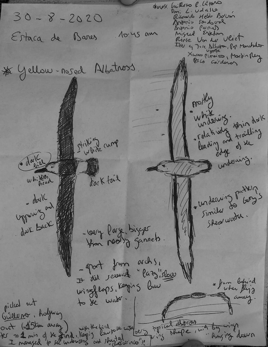 Albatros Picofino Atlántico - ML650361131