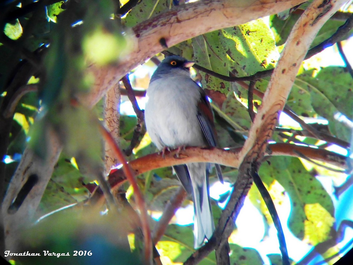 Yellow-eyed Junco - ML65036131