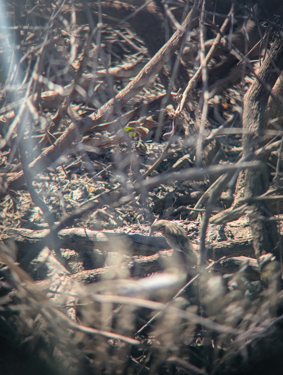 Пасовник польовий - ML650361596