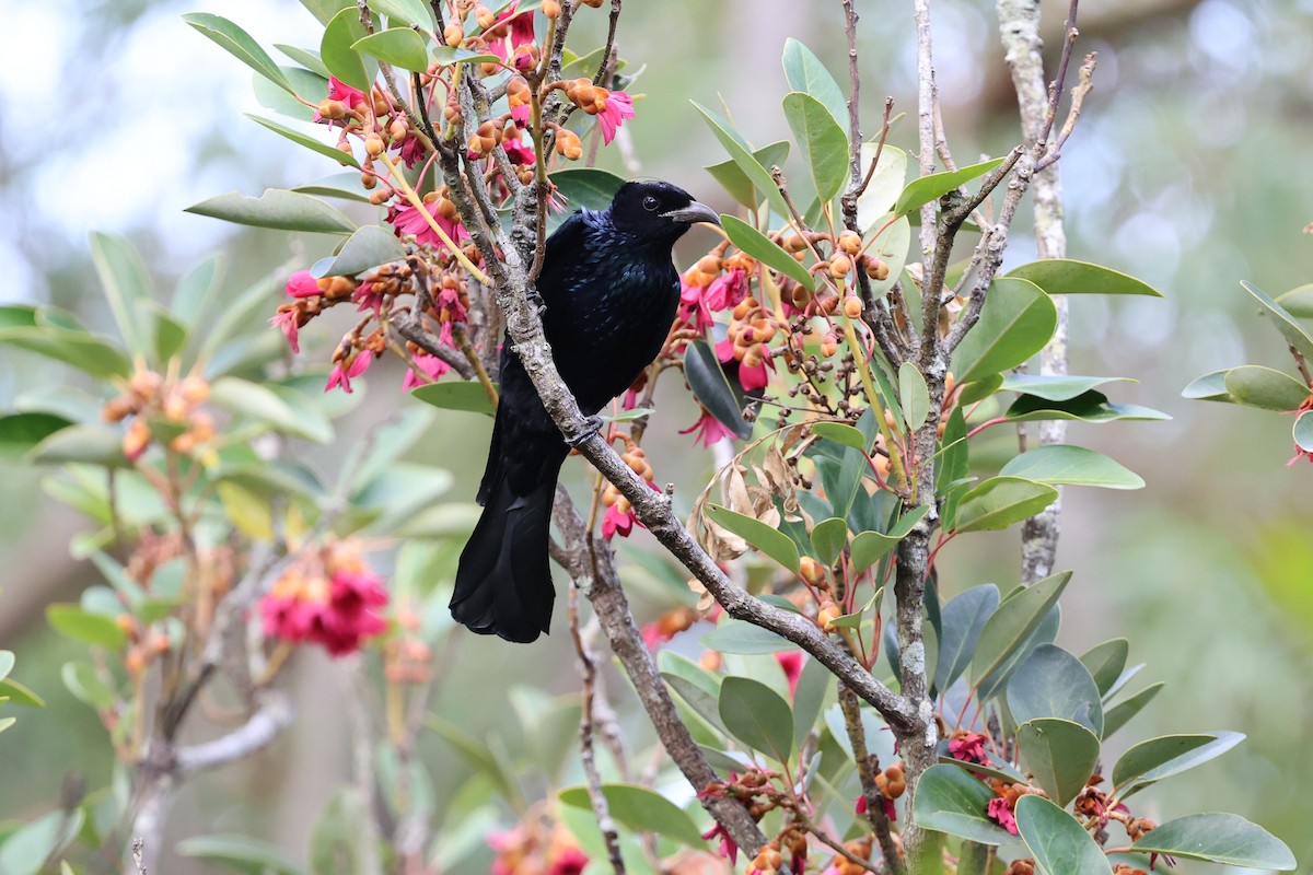 Hair-crested Drongo - ML650361613