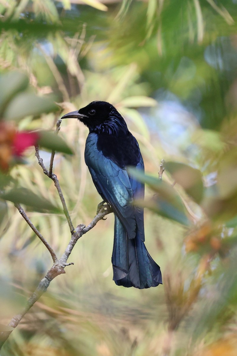Hair-crested Drongo - ML650361614