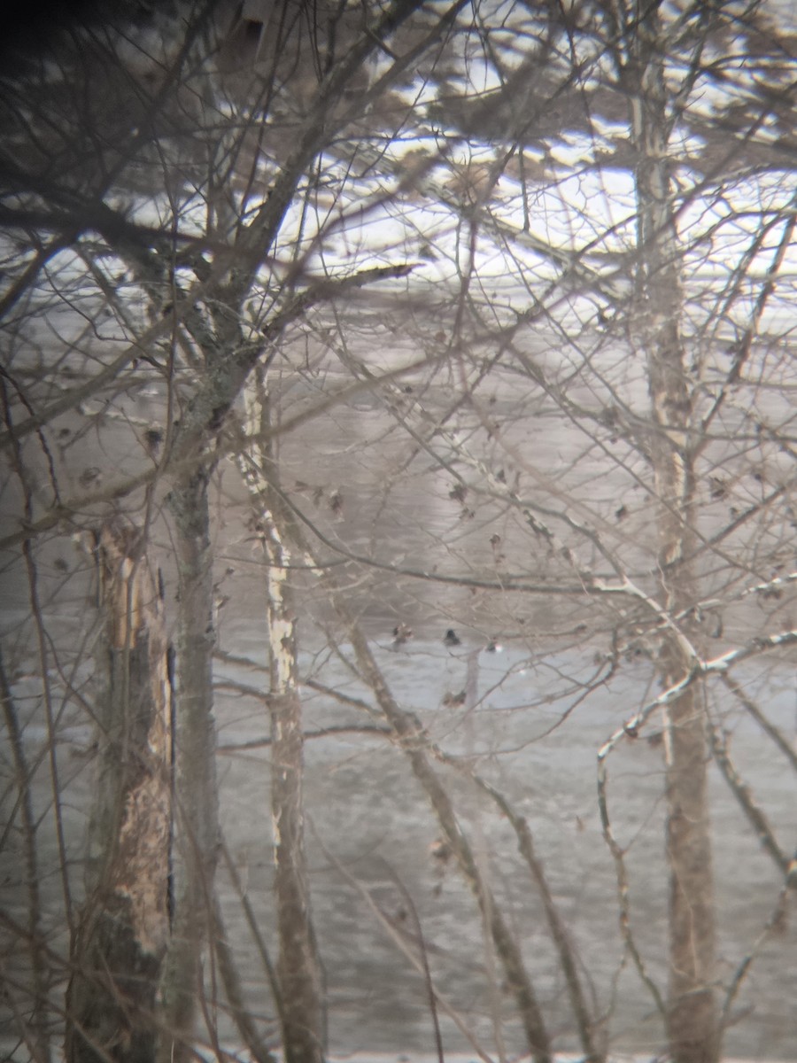 スズガモ - ML650361624