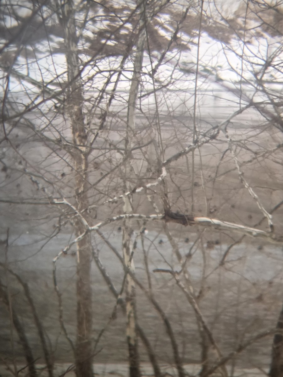 スズガモ - ML650361650