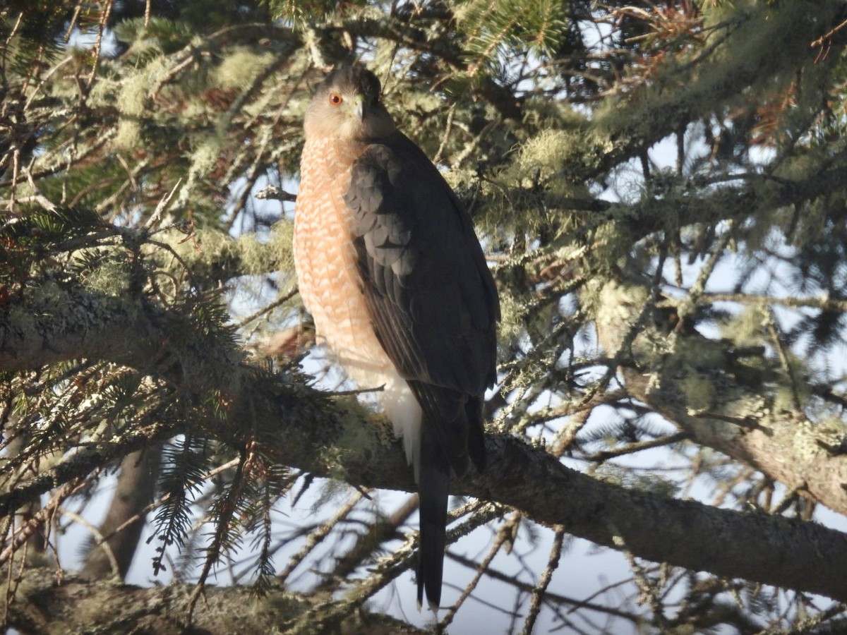 Cooper Atmacası - ML650361776