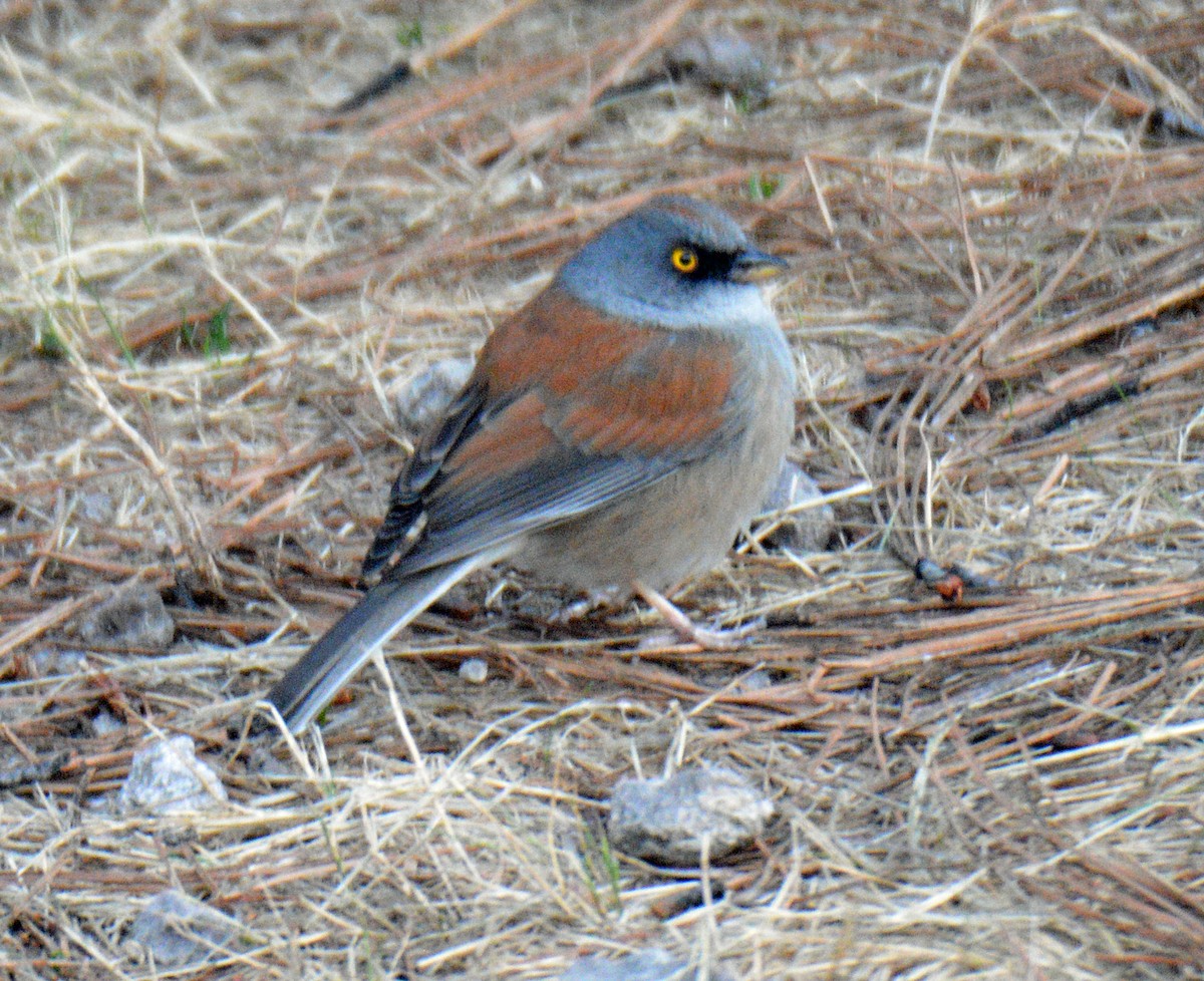 Junco Ojilumbre (phaeonotus/palliatus) - ML650361789