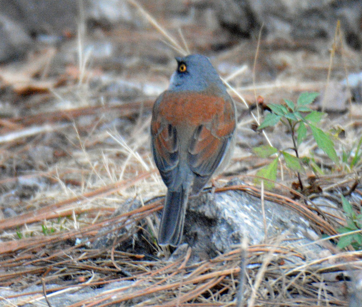 Junco Ojilumbre (phaeonotus/palliatus) - ML650361790