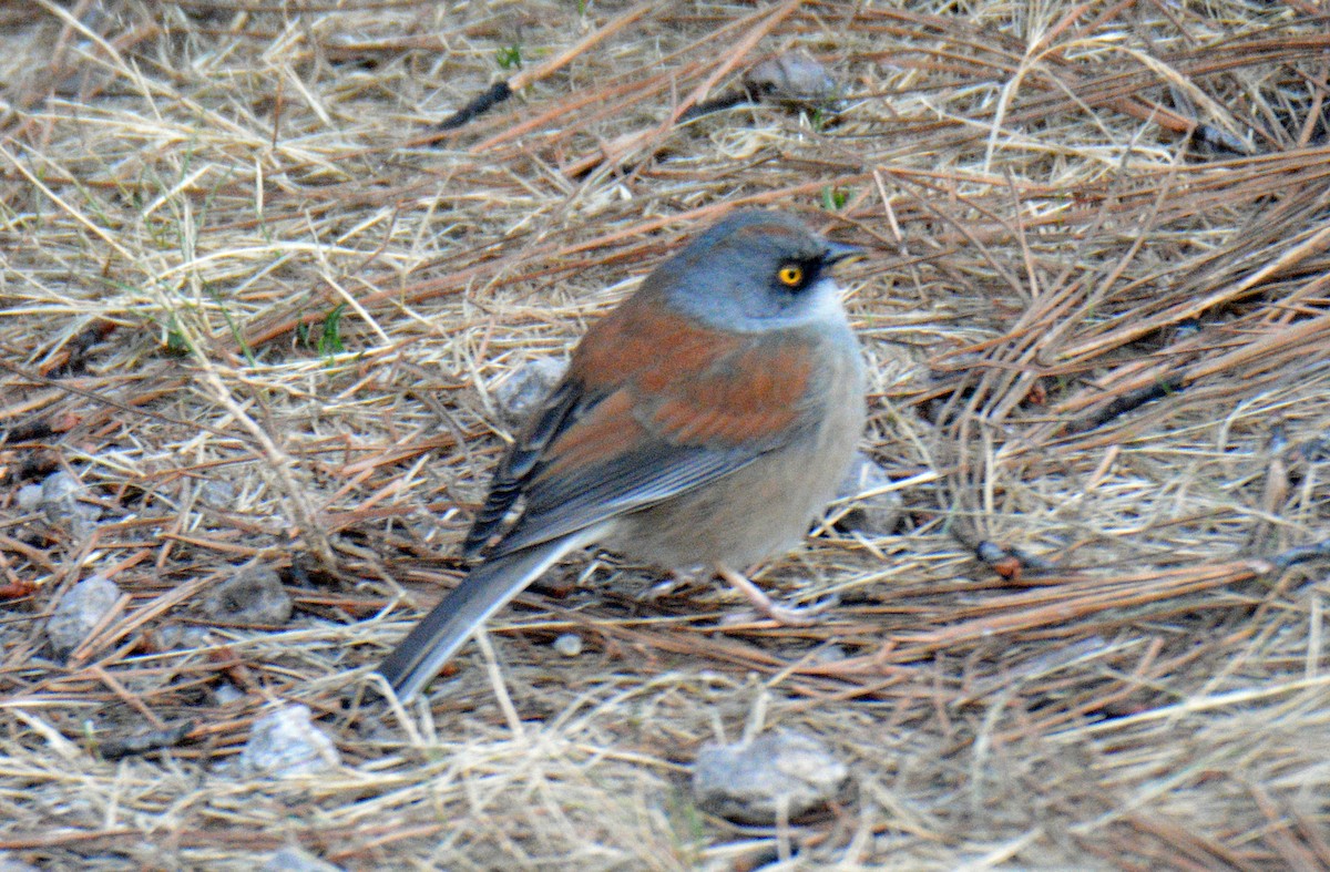 Junco Ojilumbre (phaeonotus/palliatus) - ML650361792