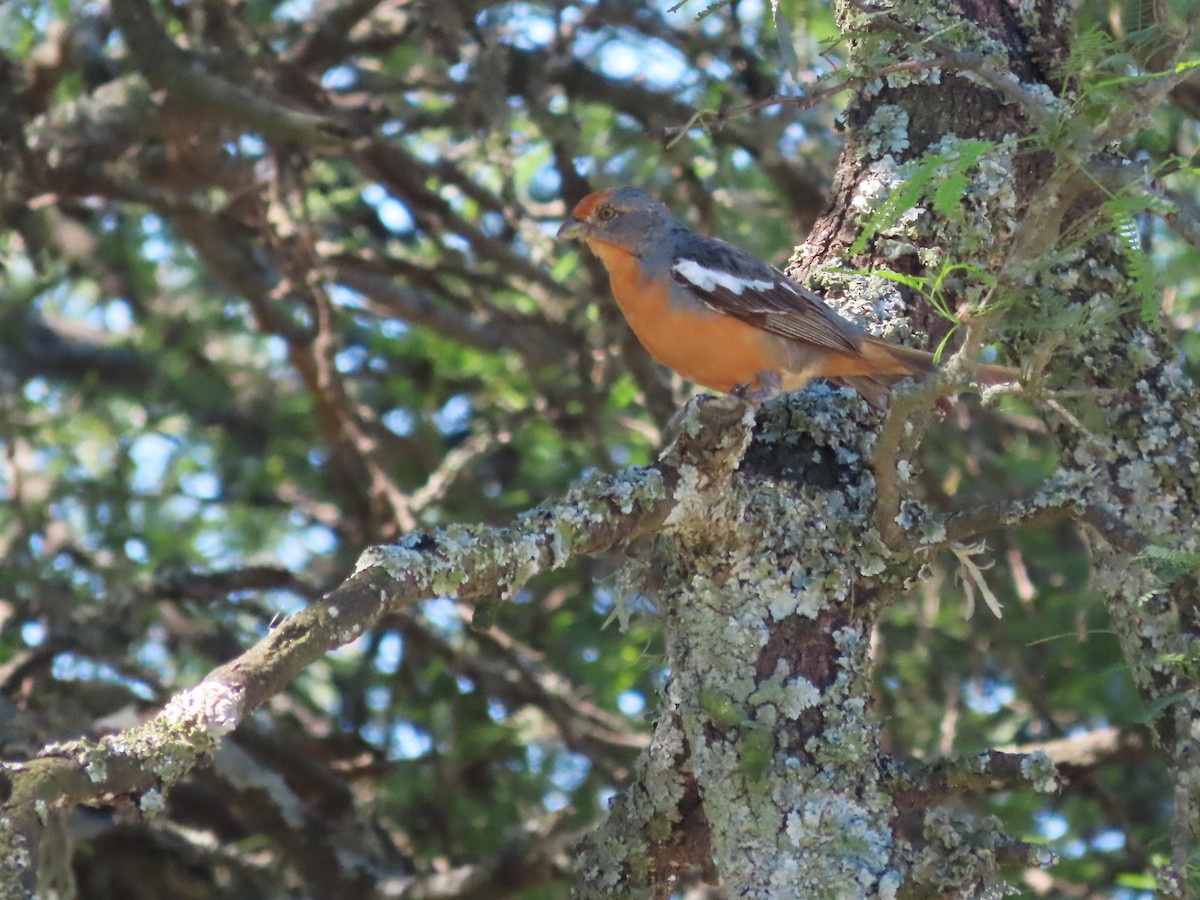 Arjantin Yaprak Kotingası - ML650362271