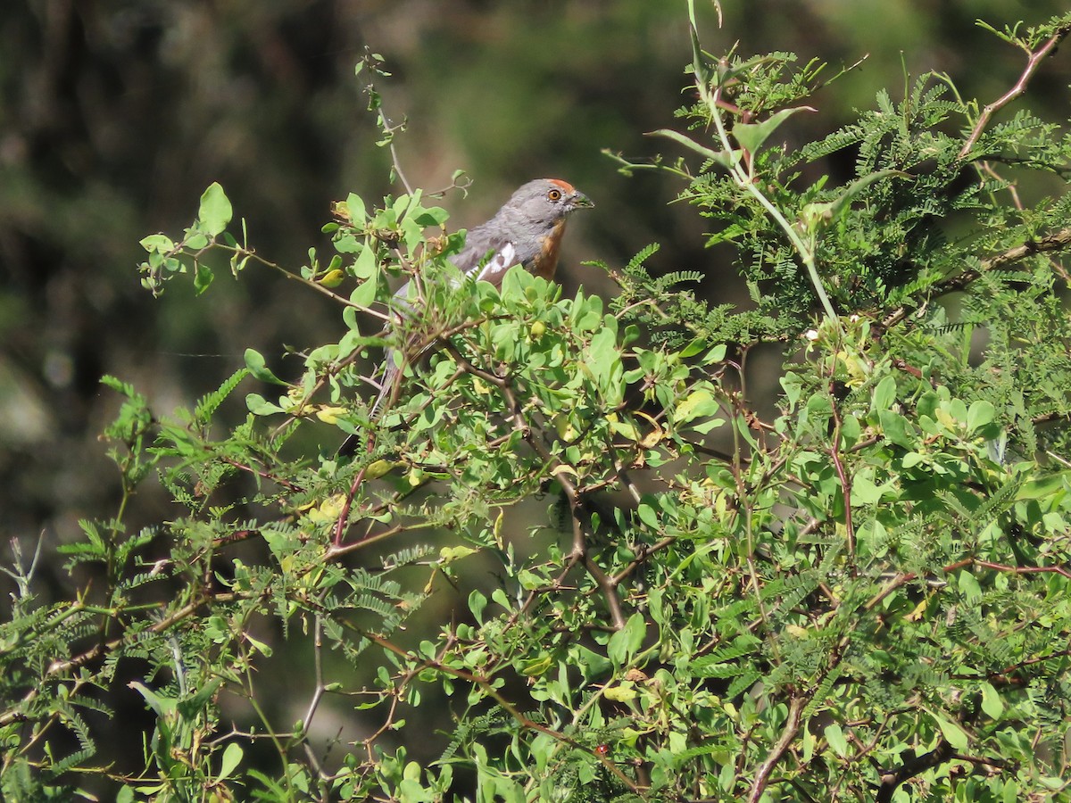 Arjantin Yaprak Kotingası - ML650362272