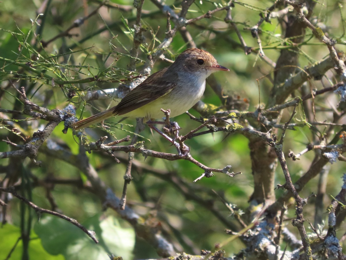 Fulvous-crowned Scrub-Tyrant - ML650362283