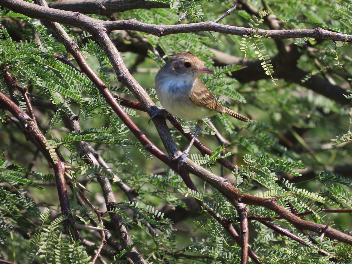 Fulvous-crowned Scrub-Tyrant - ML650362284