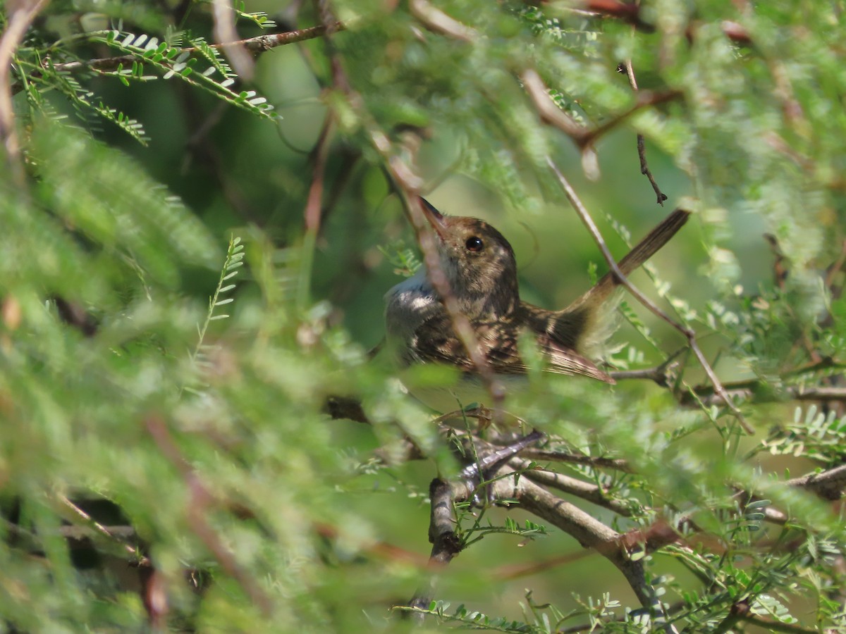 Fulvous-crowned Scrub-Tyrant - ML650362289