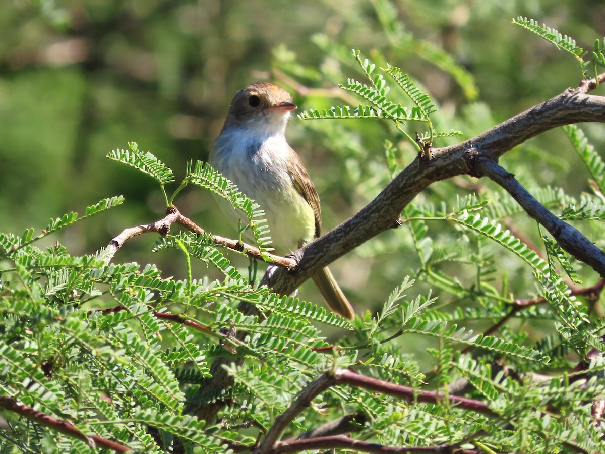 Fulvous-crowned Scrub-Tyrant - ML650362290