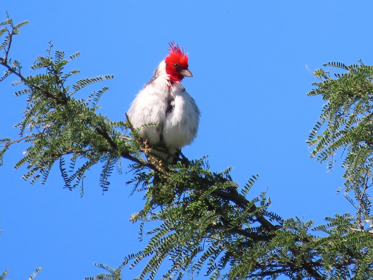 Kırmızı Tepeli Kardinal - ML650362298