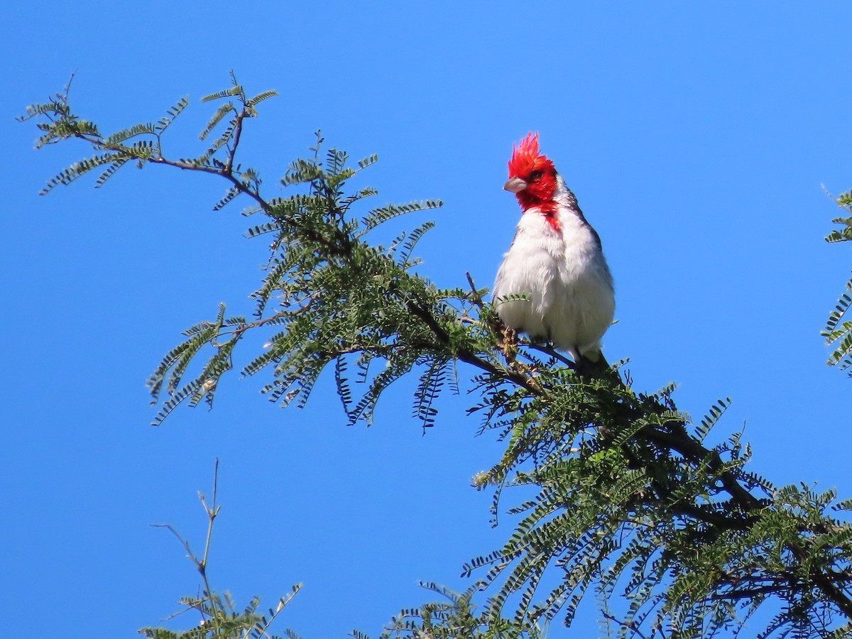 Kırmızı Tepeli Kardinal - ML650362299