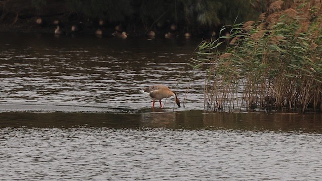 husa labutí - ML650362316