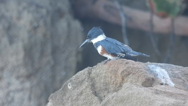 שלדג אמריקני - ML650362349