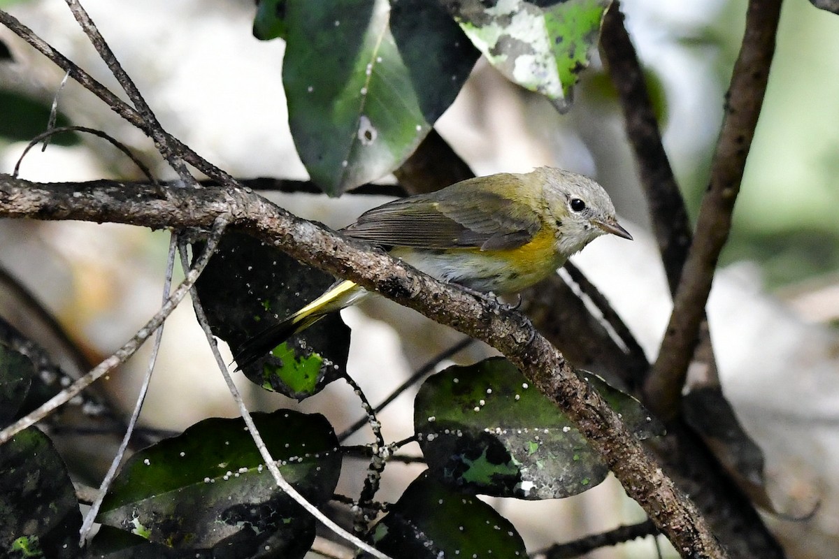 American Redstart - ML650362384