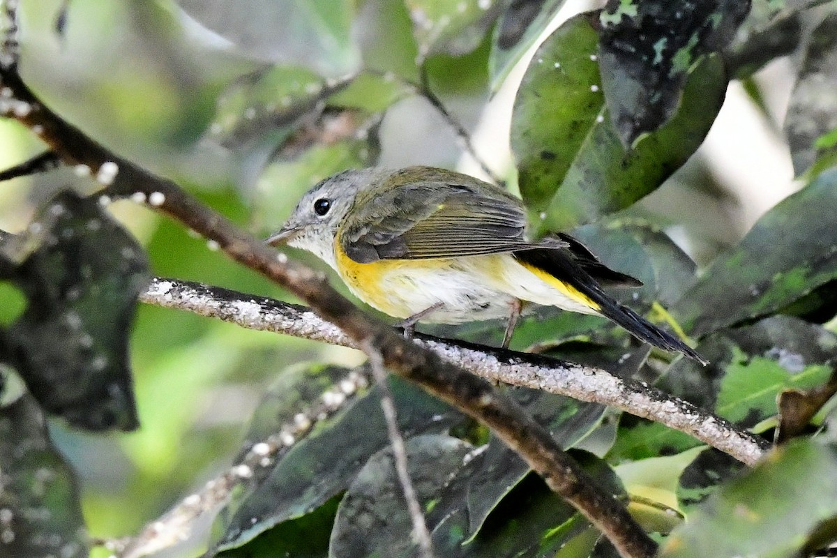 American Redstart - ML650362385