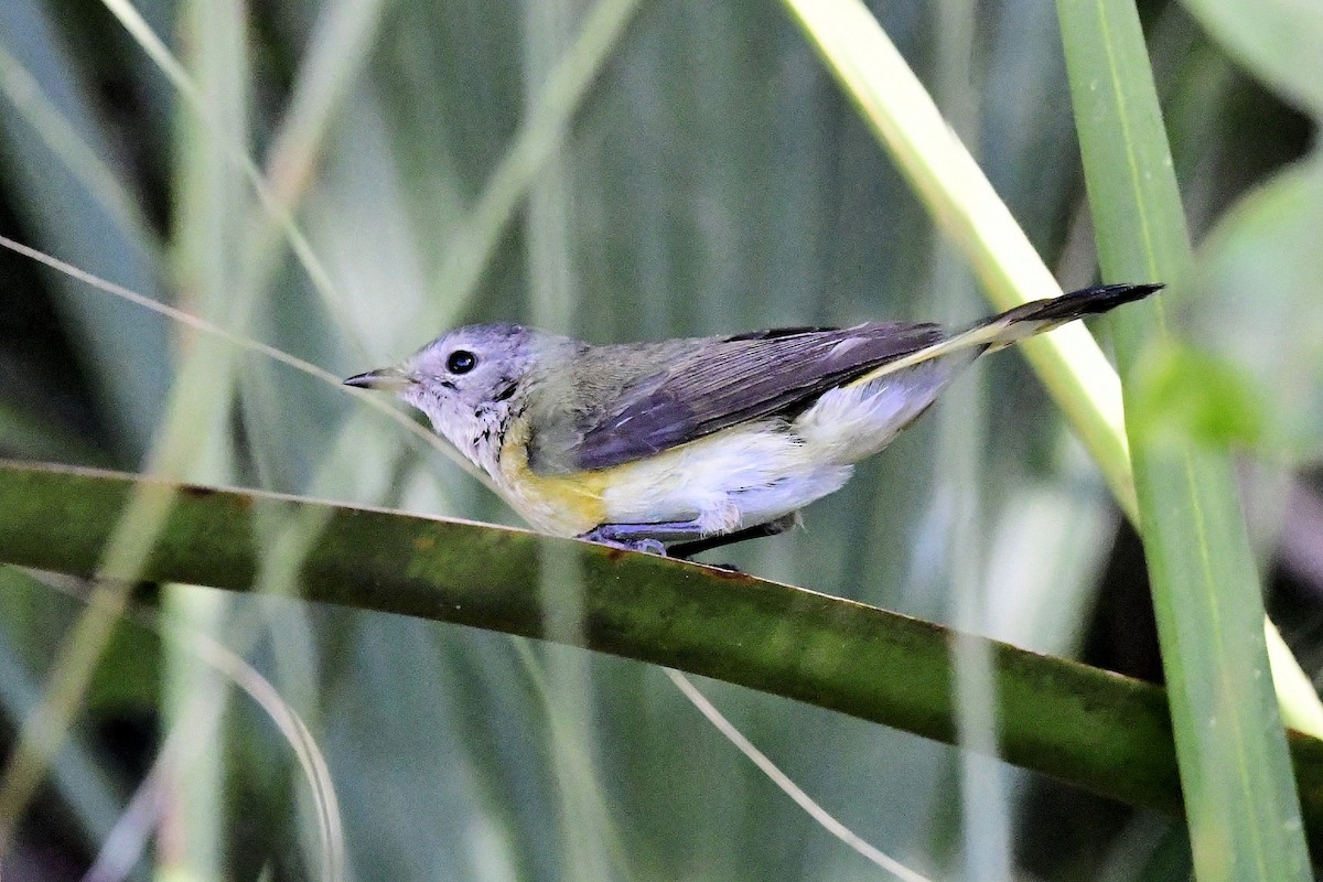 American Redstart - ML650362386