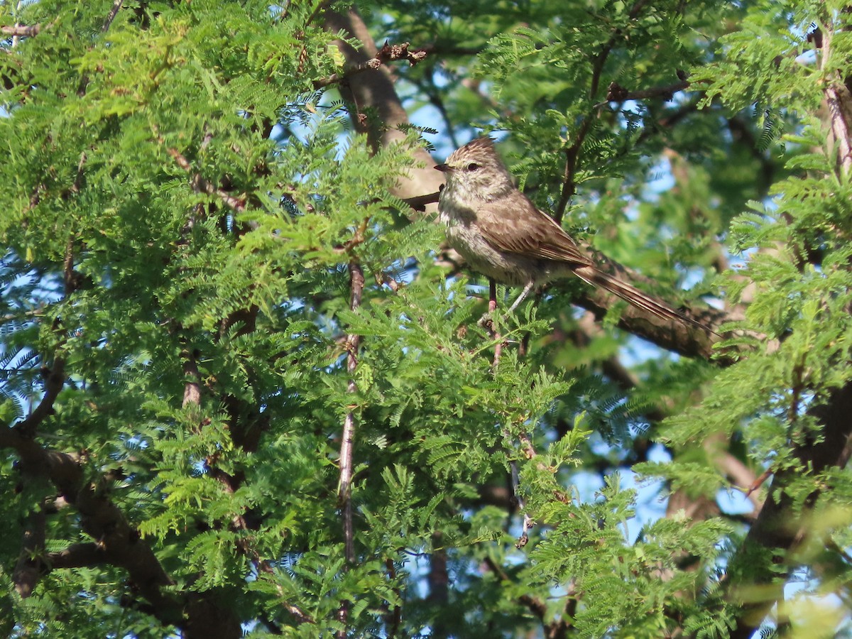 Tepeli Makaskuyruk - ML650362680