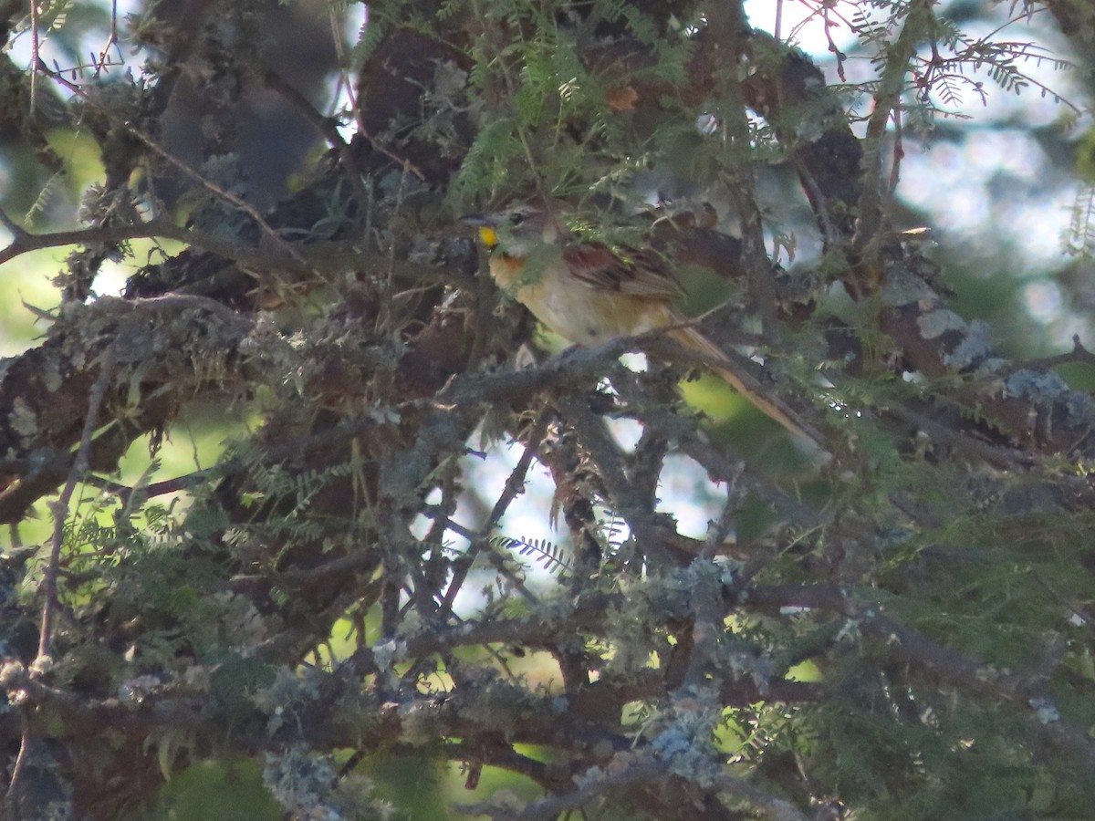 Çotoy Dikenkuyruğu - ML650362687