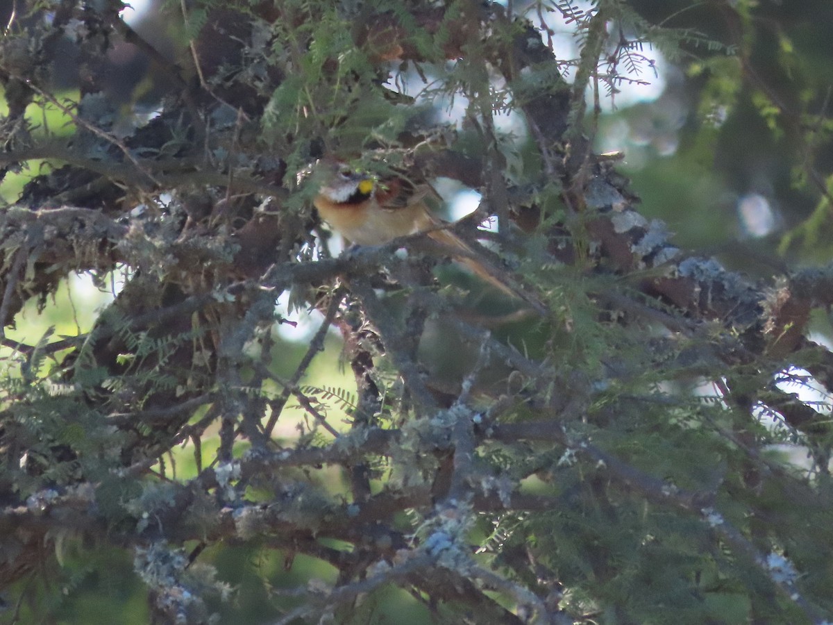 Çotoy Dikenkuyruğu - ML650362691