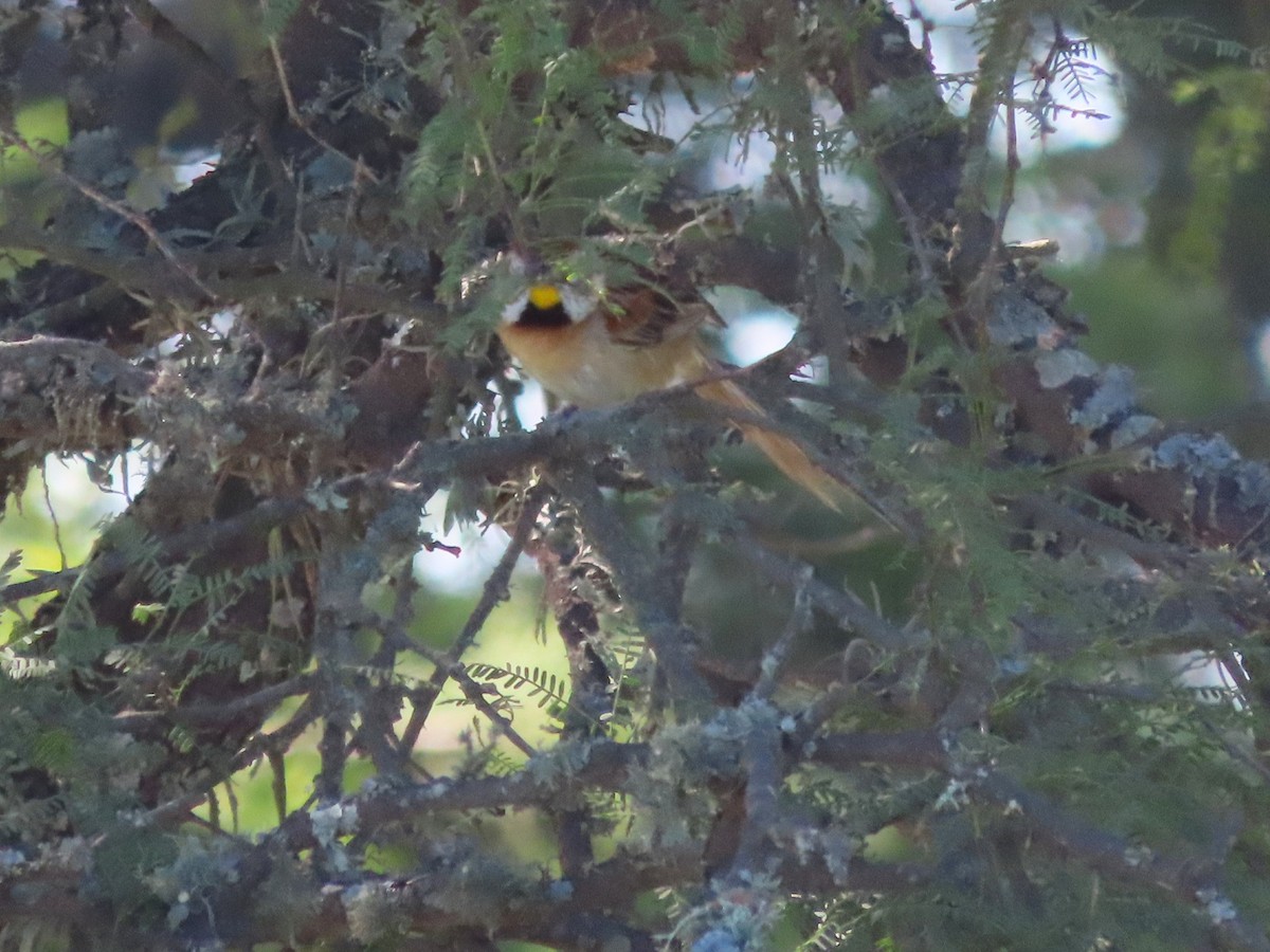 Çotoy Dikenkuyruğu - ML650362692