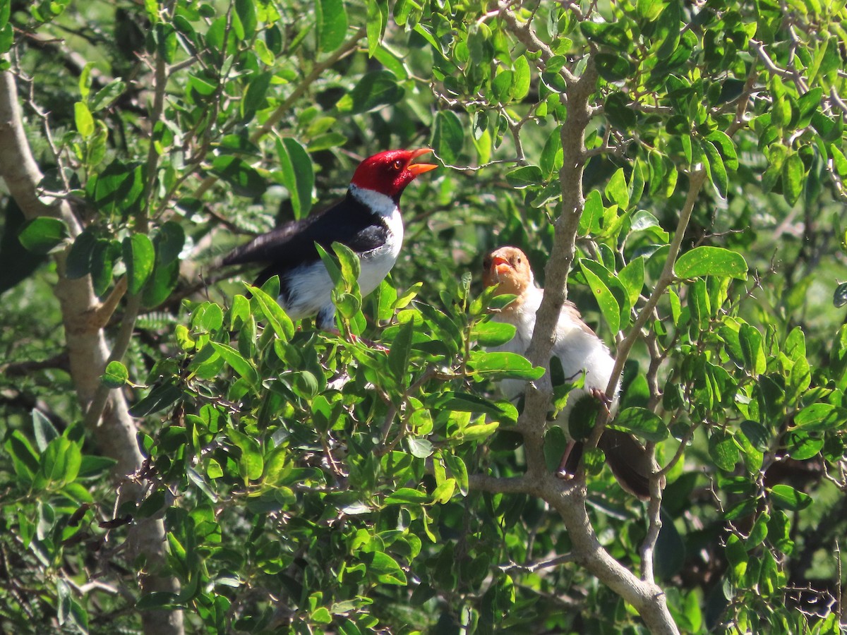 Sarı Gagalı Kardinal - ML650362755