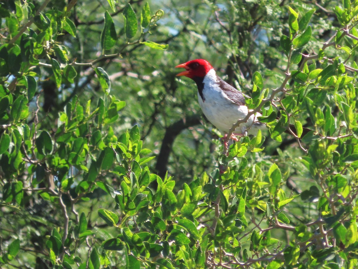 Sarı Gagalı Kardinal - ML650362756