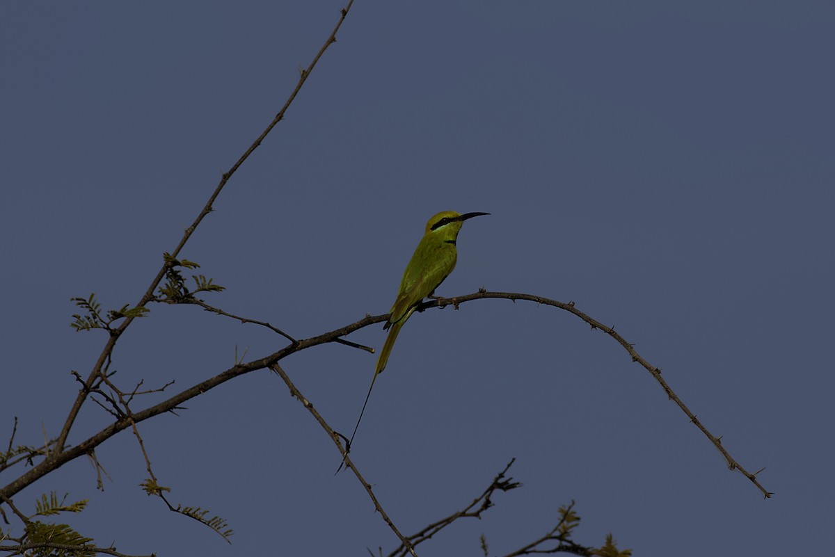 African Green Bee-eater - ML650362821