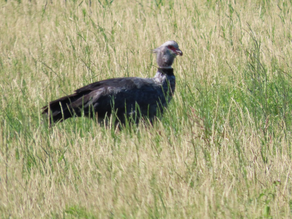 Kolyeli Figankazı - ML650362834