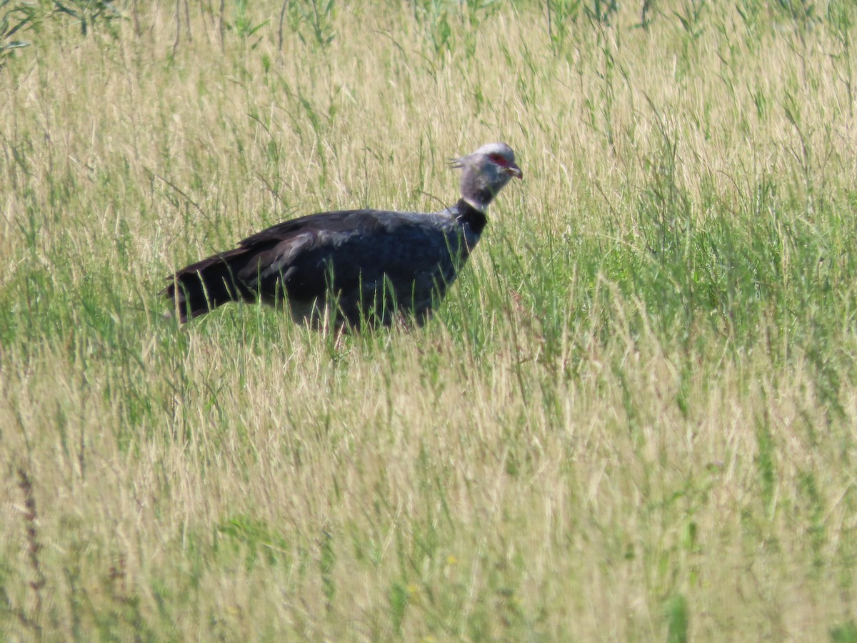 Kolyeli Figankazı - ML650362835