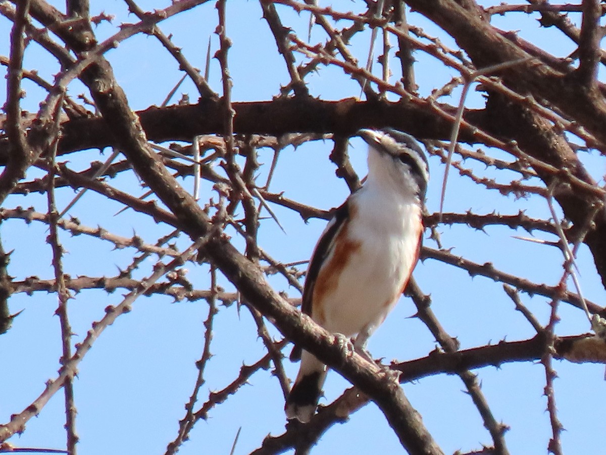 Brubru - ML650362904