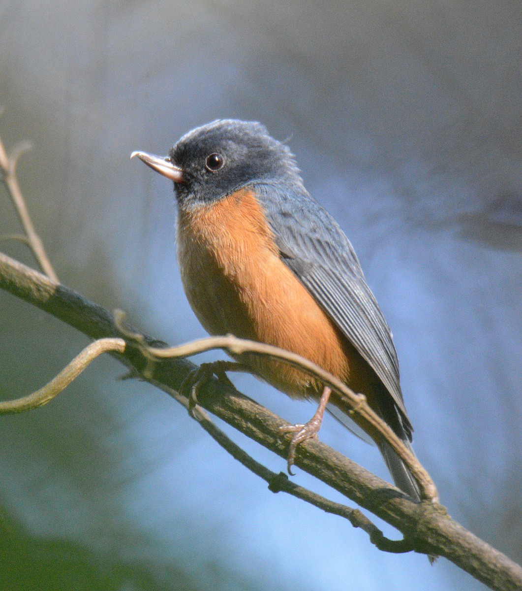 Pinchaflor Ventricanelo - ML650362955