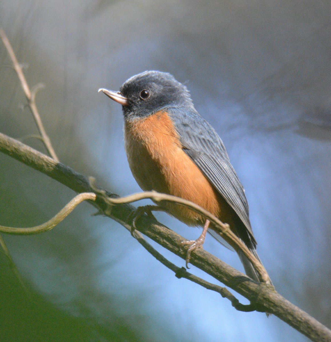 Pinchaflor Ventricanelo - ML650362956
